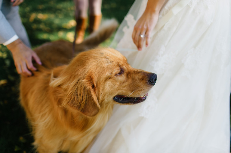 Zingerman's Cornman Farms wedding photography