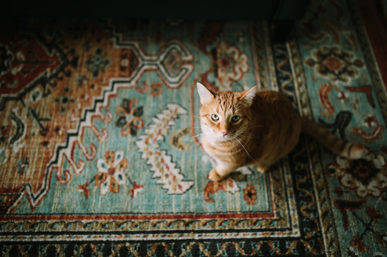 Ann Arbor wedding photos at City Apartments by Ann Arbor wedding photographer, Nicole Haley Photography.